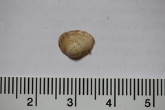 Sphaerium striatinum