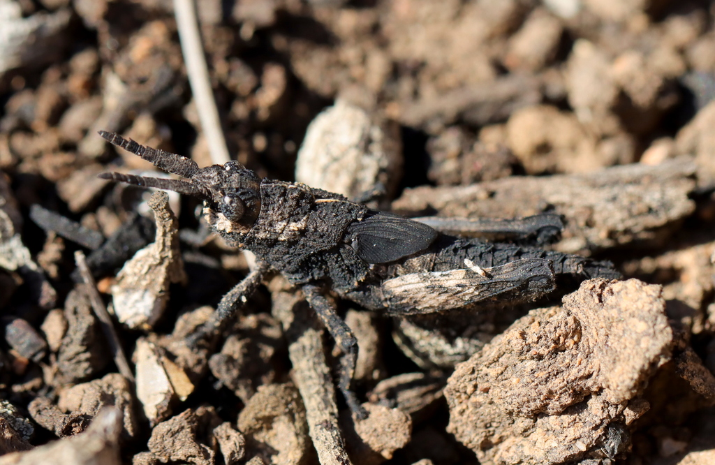 Akicera grisea