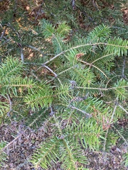 Abies cephalonica