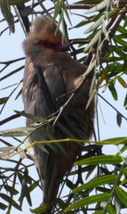 Urocolius indicus indicus