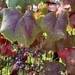 photo of California Wild Grape (Vitis californica)