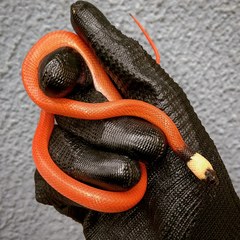 Pseudoboa neuwiedii