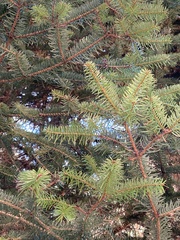 Abies cephalonica