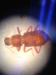 Hexacylloepus ferrugineus