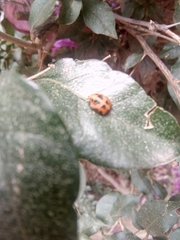 Coccinellinae
