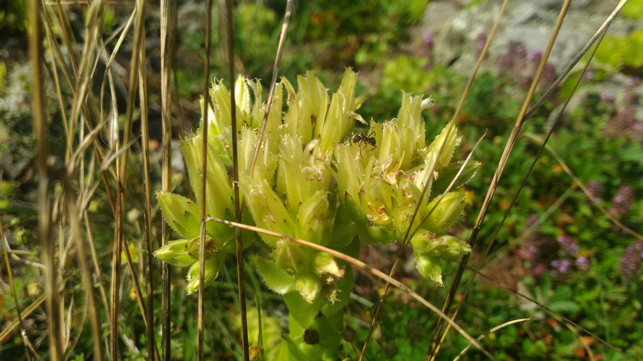 Sempervivum preissianum Domin