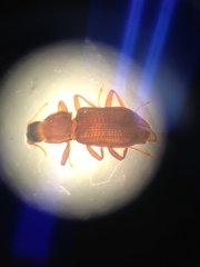 Hexacylloepus ferrugineus