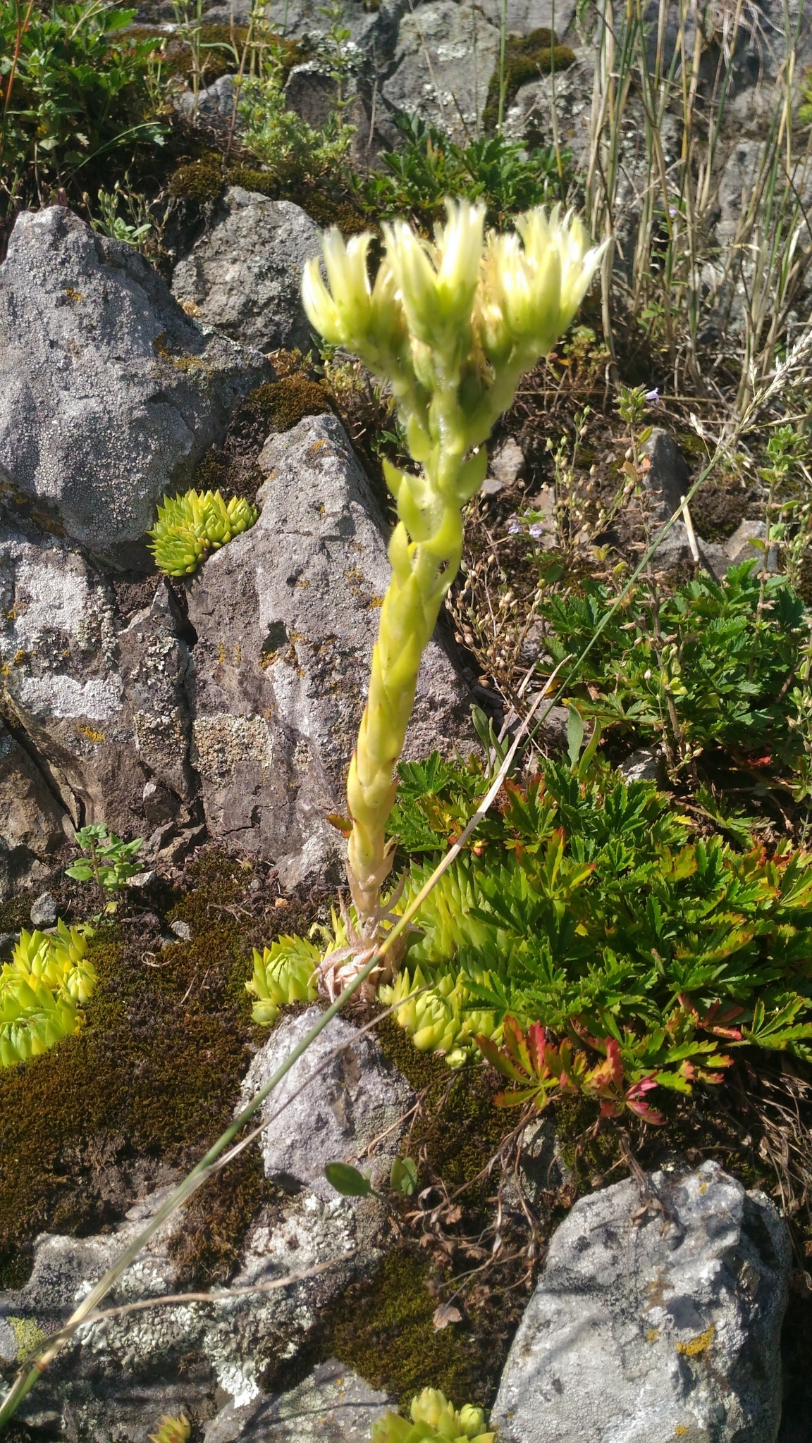 Sempervivum preissianum Domin 3