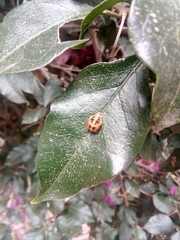 Coccinellinae