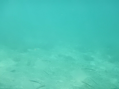 Trachinotus goodei