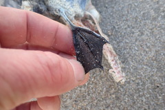 Pelecanoides urinatrix