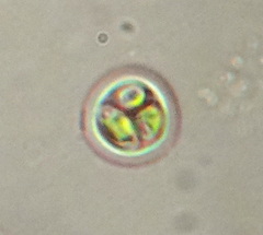 Oocystis