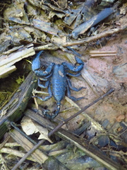 Opisthacanthus elatus