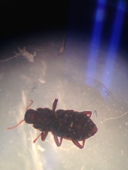 Microcylloepus pusillus