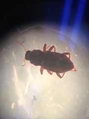 Microcylloepus pusillus