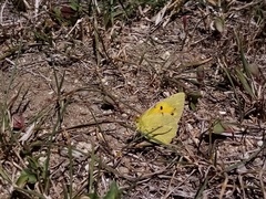 Colias croceus