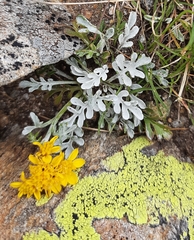 Jacobaea insubrica