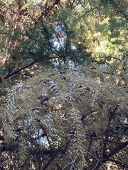 Abies cephalonica