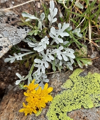 Jacobaea insubrica