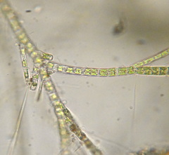 Stigeoclonium