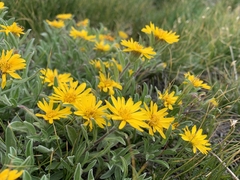 Heterotheca pumila