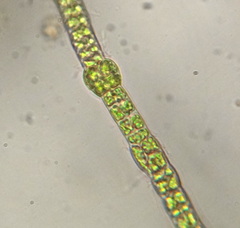 Stigeoclonium