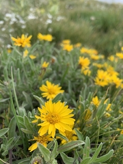 Heterotheca pumila