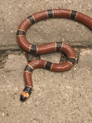 Micrurus nigrocinctus