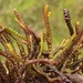 Pleurozia purpurea - Photo (c) Jonathan Hughes, algunos derechos reservados (CC BY-NC), uploaded by Jonathan Hughes