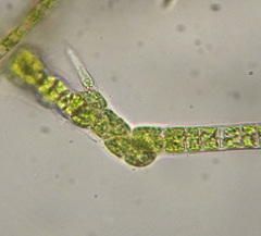 Stigeoclonium