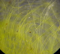 Stigeoclonium