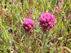 Castilleja exserta exserta