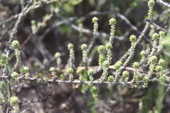 Ifloga repens