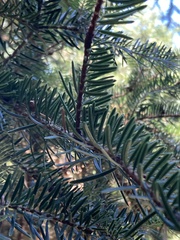 Abies cephalonica