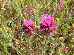 Castilleja exserta exserta