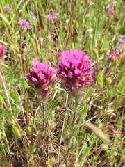 Castilleja exserta exserta