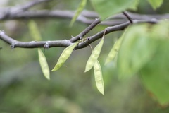 Cercis canadensis