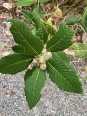 Quercus sadleriana