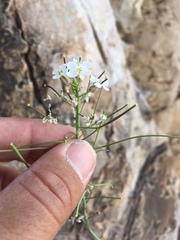 Dryopetalon runcinatum