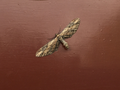 Eupithecia subapicata