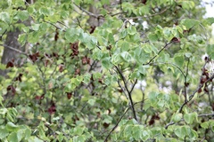 Cercis canadensis