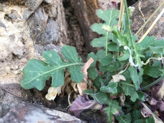 Dryopetalon runcinatum
