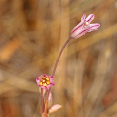 Allium parciflorum