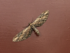 Eupithecia subapicata