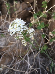 Dryopetalon runcinatum