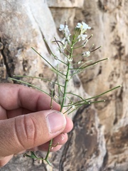 Dryopetalon runcinatum