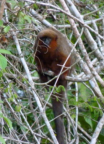 Madidi Titi Monkey