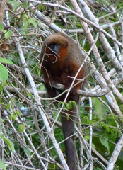 Madidi Titi photo 1