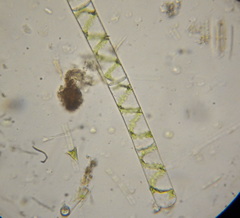 Spirogyra