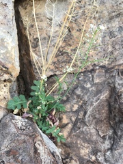 Dryopetalon runcinatum